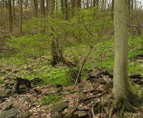 Korkfluegelstrauch — Bild 3