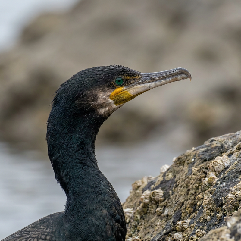 Kormoran