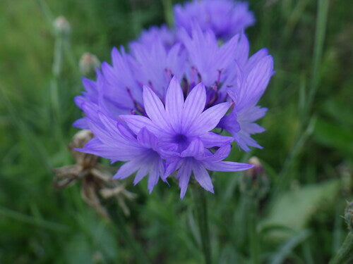 Kornblume — Bild 4