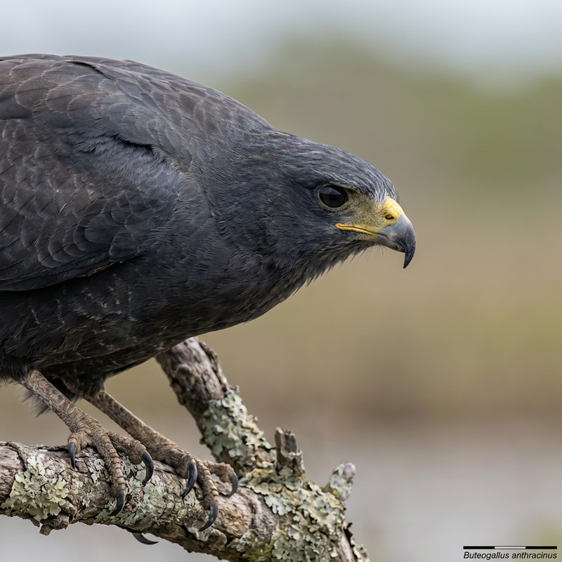 Krabbenbussard