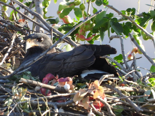 Krabbenbussard — Bild 1