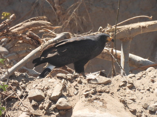 Krabbenbussard — Bild 4