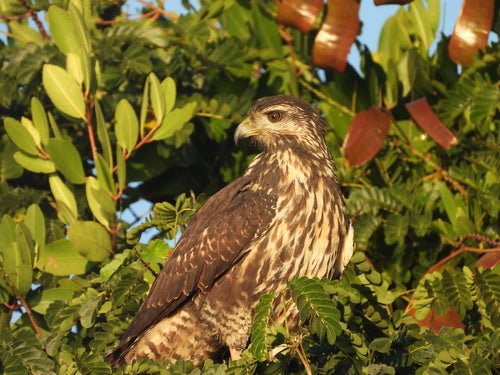 Krabbenbussard — Bild 3
