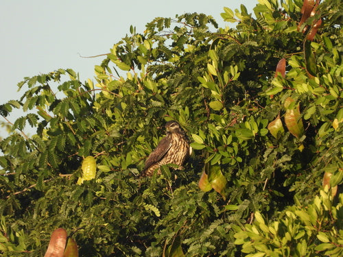 Krabbenbussard — Bild 2