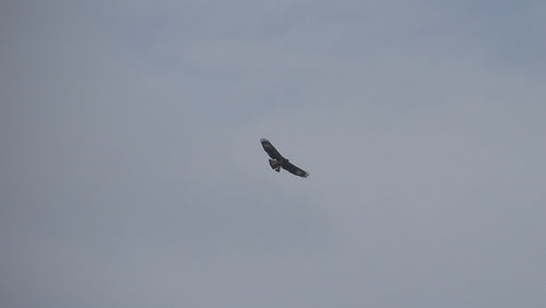 Krabbenbussard — Bild 5