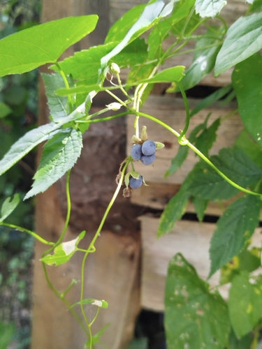 Kratzbeere — Bild 5