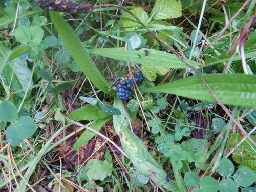 Kratzbeere — Bild 1