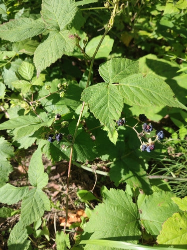 Kratzbeere — Bild 3