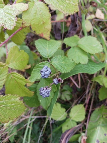 Kratzbeere — Bild 4