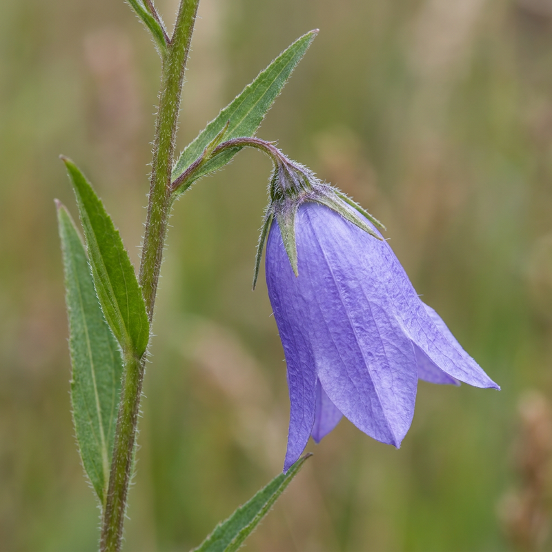 Kriechende Glockenblume