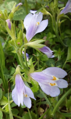 Kriechender Mazus — Bild 3 von 8