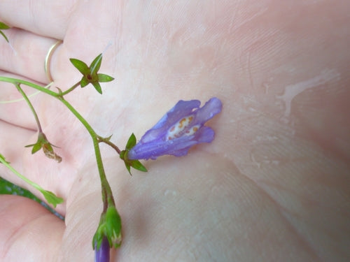 Kriechender Mazus — Bild 1 von 8