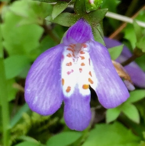 Kriechender Mazus — Bild 5 von 8