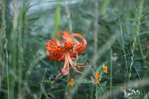 Kroetenlilie — Bild 5