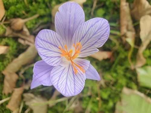 Krokus — Bild 2