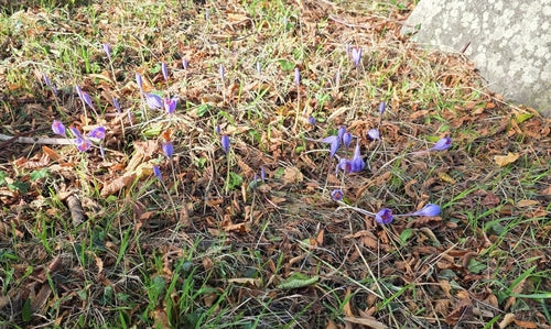 Krokus — Bild 4