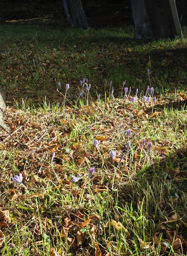 Krokus — Bild 3