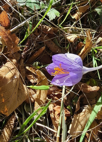 Krokus — Bild 5