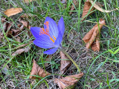 Krokus — Bild 1