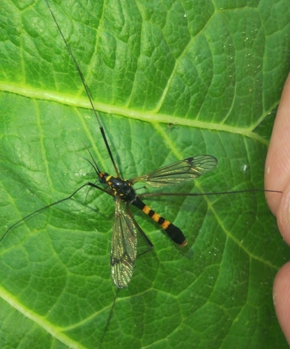 Krokus-Wiesenschnake — Bild 4