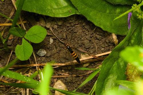 Krokus-Wiesenschnake — Bild 5