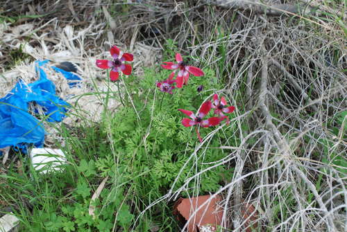Kronen-Anemone — Bild 5