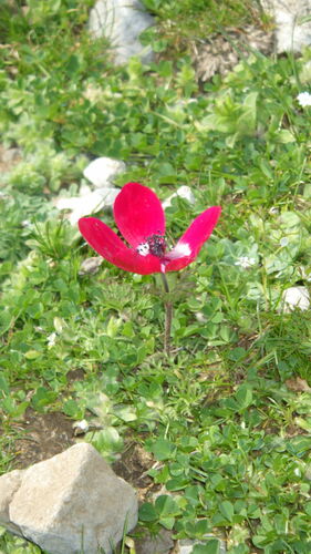 Kronen-Anemone — Bild 4