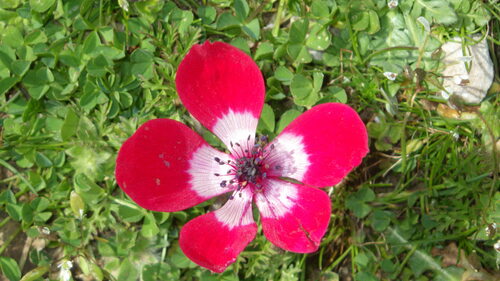 Kronen-Anemone — Bild 3