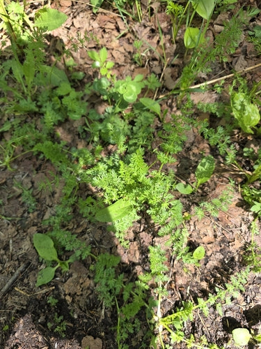 Kuemmel — Bild 5