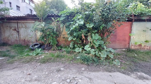 Kuerbis — Bild 2