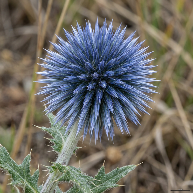 Kugeldistel