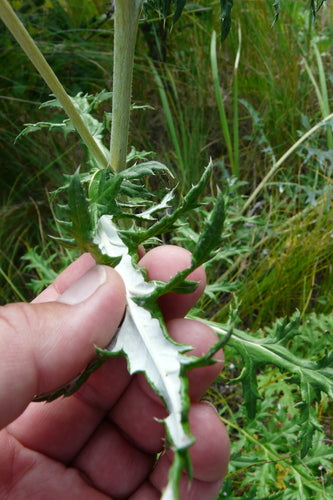 Kugeldistel — Bild 4