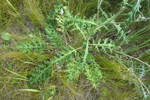 Kugeldistel — Bild 5