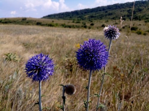 Kugeldistel — Bild 3