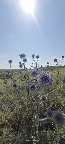 Kugeldistel — Bild 2