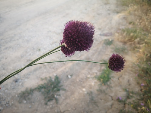 Kugellauch — Bild 5