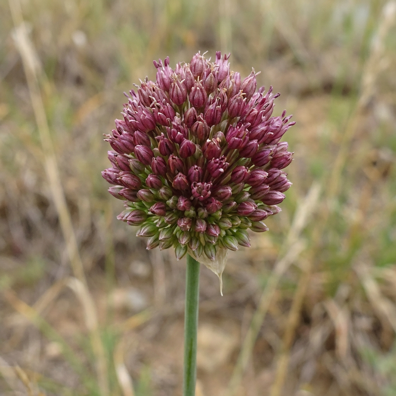 Kugellauch