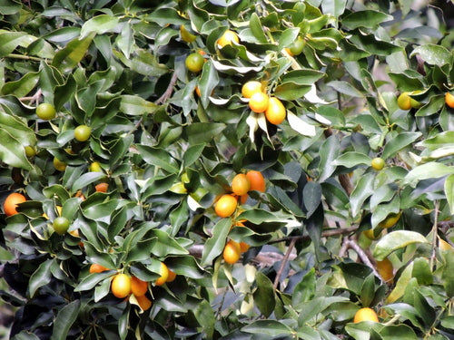 Kumquat — Bild 2