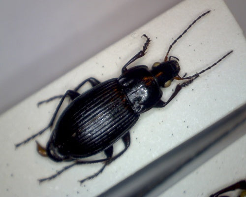 Kupferfarbener Buntgrabläufer — Bild 3
