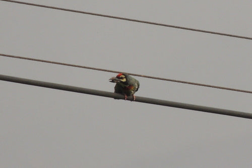 Kupferschmied-Bartvogel — Bild 5 von 9