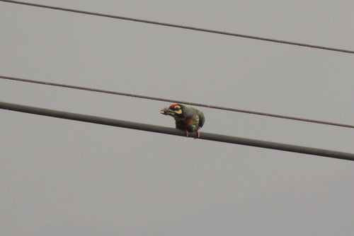 Kupferschmied-Bartvogel — Bild 4 von 9