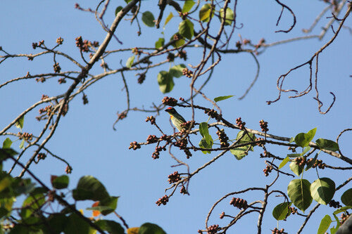 Kupferschmied-Bartvogel — Bild 3 von 9