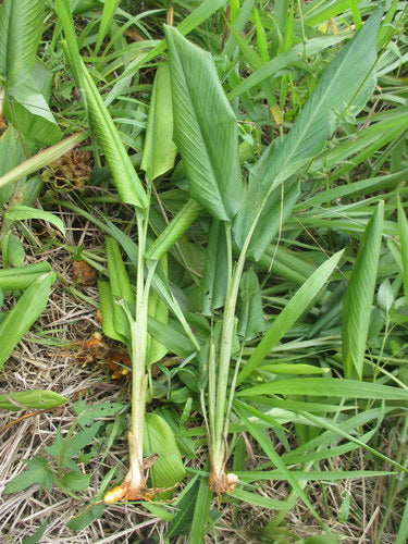 Kurkuma — Bild 3