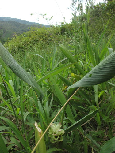 Kurkuma — Bild 2