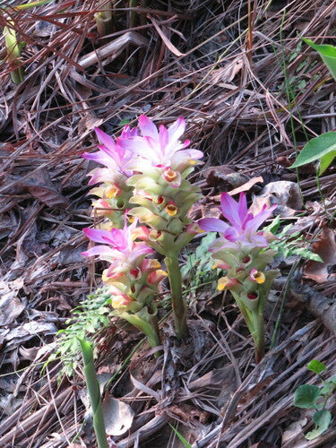 Kurkuma — Bild 5