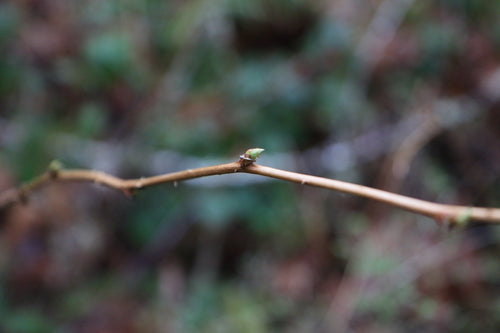 Lachsbeere — Bild 5