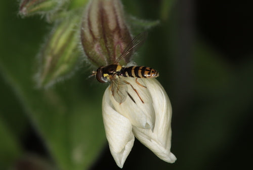 Langbauchschwebfliege — Bild 1