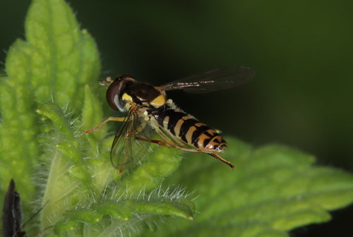 Langbauchschwebfliege — Bild 2