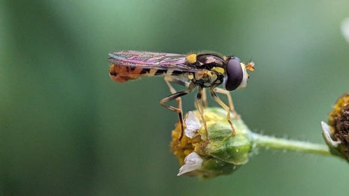 Langbauchschwebfliege — Bild 5