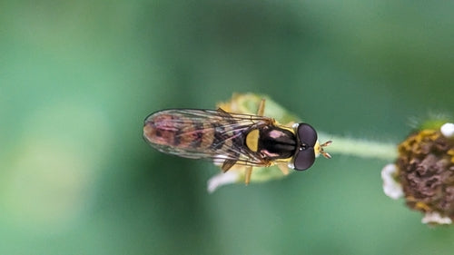 Langbauchschwebfliege — Bild 4